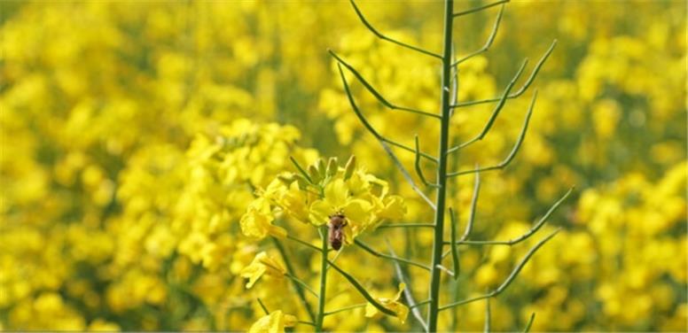 خشکسالی بخشی از محصولات کلزا را از بین برد